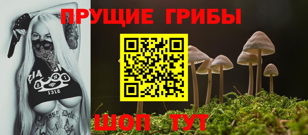 Псилоцибиновые грибы Psilocybine cubensis Дивногорск